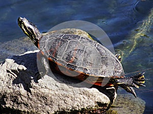 Western painted turtle basking in the sun by a pond