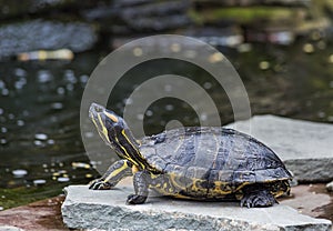 Western Painted Turtle (Chrysemys picta)