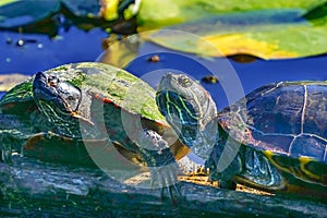 Western Painted Turtle Juanita Bay Park Lake Washington Kirkland