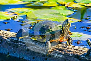 Western Painted Turtle Juanita Bay Park Lake Washington Kirkland