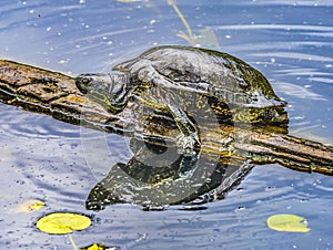 Western Painted Turtle Juanita Bay Park Lake Washington Kirkland Washiington