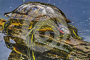 Western Painted Turtle Juanita Bay Park Lake Washington Kirkland Washiington