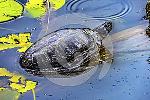 Western Painted Turtle Juanita Bay Park Lake Washington Kirkland Washiington