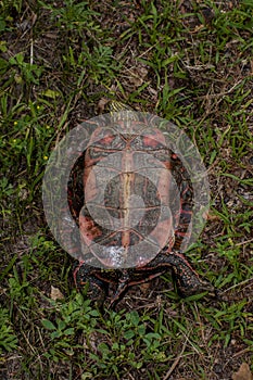 Western Painted Turtle laying on its back showing the plastron