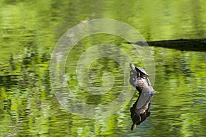 Western Painted Turtle on a log with reflection and green water