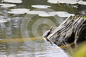 Western Painted turtle on the old piece of wood over the water surface on a sunny day