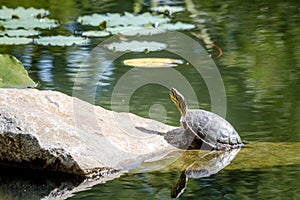 Western Painted Turtle in Pond