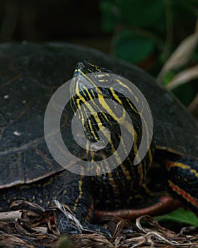 Western Painted Turtle portrait