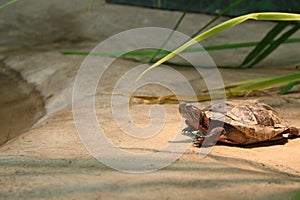 Western Painted Turtle resting AND BASKING ON A PLATFORM IN CAPTIVITY