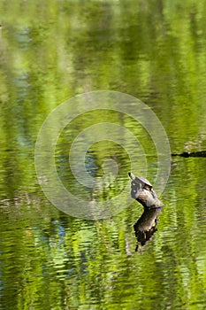 Western Painted Turtle, sitting on a log in the park