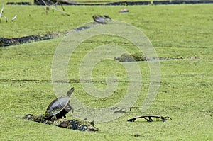 Western painted turtle sitting on a log and sunning