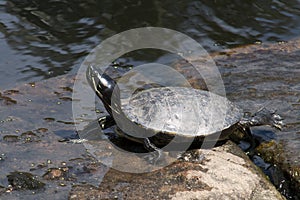 Western painted turtle sunbaking on stone blocks in pond