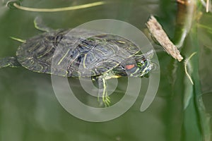 Western painted turtle in water swimming.