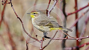 Western Palm Warbler Setophaga palmarum