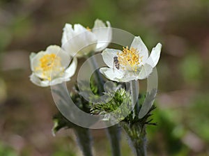 Western Pasqueflower - Anemone occidentalis