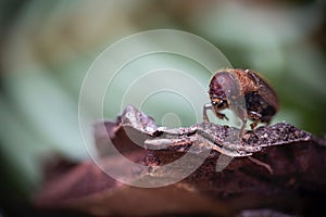 Western Pine Beetle - Dendroctonus brevicomis