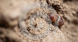 Western Pine Beetle - Dendroctonus brevicomis