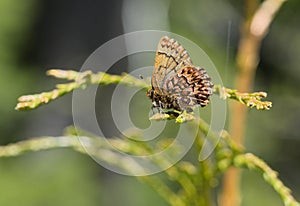 Western Pine Elfin Butterfly photo