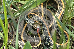 Western plains garter snake