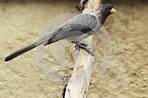 Western plantain-eater