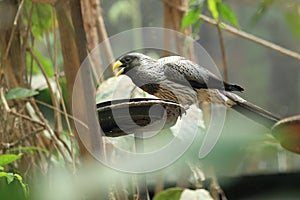 Western plantain-eater