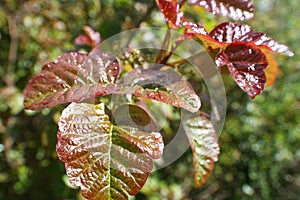 Western Poison Oak Close Up High Quality