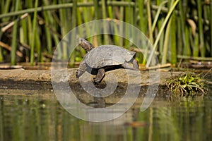 Western Pond Turtle