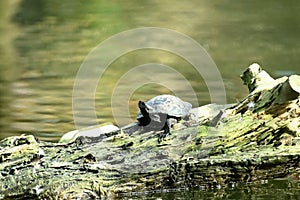 Western Pond Turtle Actnemys marmorata, 2.