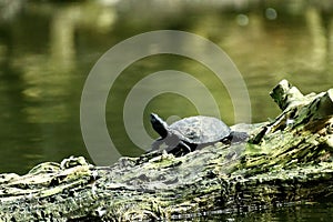 Western Pond Turtle Actnemys marmorata, 3.