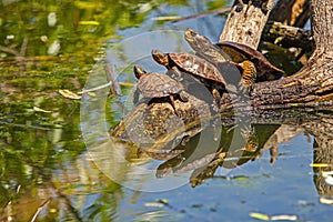 Western Pond Turtle Family