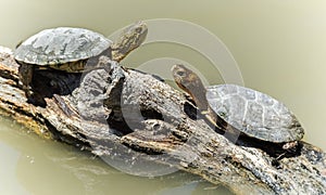 Western Pond Turtle Sunning