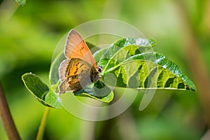 Western Pygmy-Blue butterfly Brephidium exilis