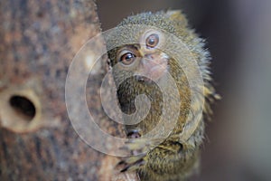 Western pygmy marmoset