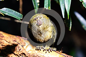 Western pygmy marmoset monkey. Mammal and mammals. Land world and fauna. Wildlife and zoology