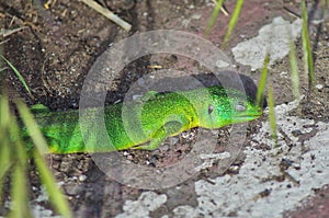 dead Western ramarro close view