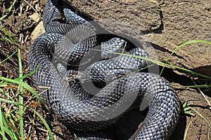 Western Rat Snake, Black Ratsnake, Pantherophis obsoletus