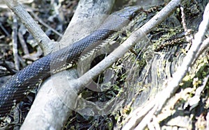 Black Western Rat Snake on the Move