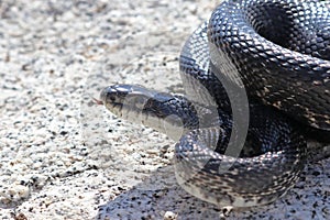 Western Ratsnake Pantherophis obsoletus on Rock