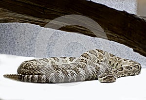 Western Rattlesnake in Captivity