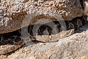 Western Rattlesnake of the Dry Interior of British Columbia