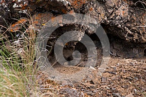 Western Rattlesnake of the Dry Interior of British Columbia