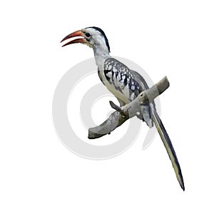 Western Red-billed Hornbill