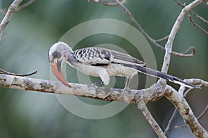 Western red-billed hornbill Tockus kempi