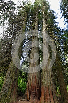 Western Red Cedar in the Grove of the Patriachs