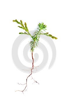 Western red cedar seedling