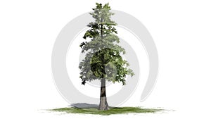 Western Red Cedar tree