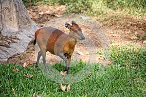 A western red flanked duiker