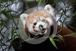 Western red panda Ailurus fulgens fulgens