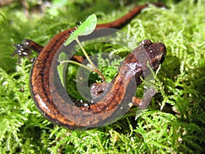 Western Redback Salamander on Moss
