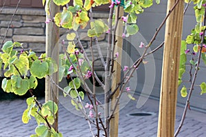 Western redbud, California redbud, Cercis occidentalis